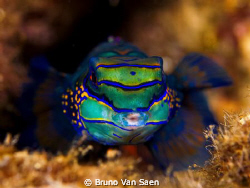 A kiss of the mandarin fish. by Bruno Van Saen 